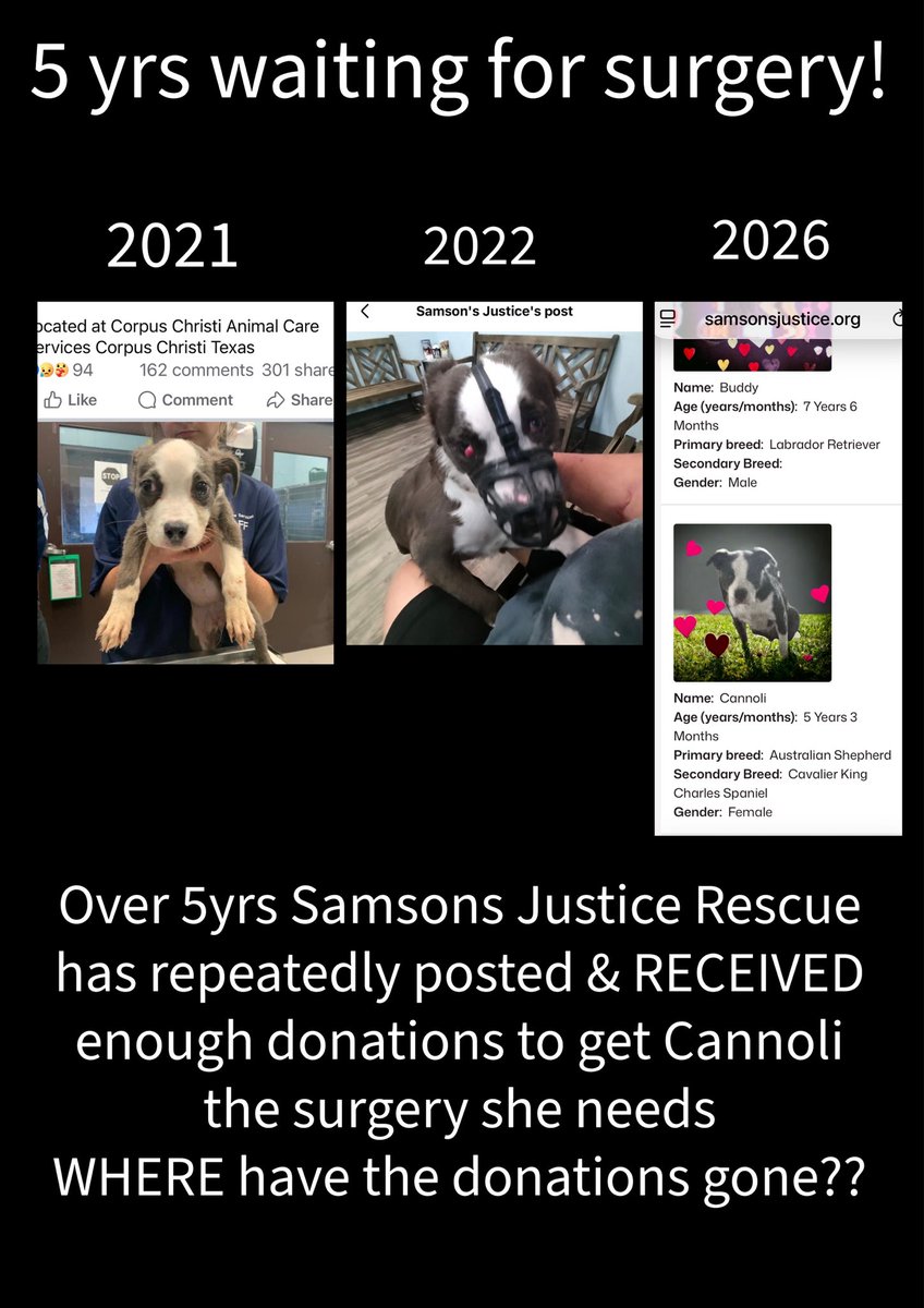 RoCoGB's tweet photo. 🚨ANIMAL RESCUE ACCOUNTABILITY: 

Where did Cannoli’s surgery money go?
CANNOLI rescued as a puppy 5 years by Justice for Samson Animal Rescue @samsonsjustice 

This rescue has repeatedly fundraised for her surgery & over 5 years there will have been more than enough donations to cover her surgery. 

Yet fast forward to 2026:
Cannoli is still waiting - she’s posted for adoption with surgery costs!

Her medical is clearly not a priority to this rescue & continues to remain unresolved. 

Why rescue a puppy & fail to provide the vet care needed?

This is not a responsible or caring rescue. 

Demand answers, where has Cannoli’s donations gone?