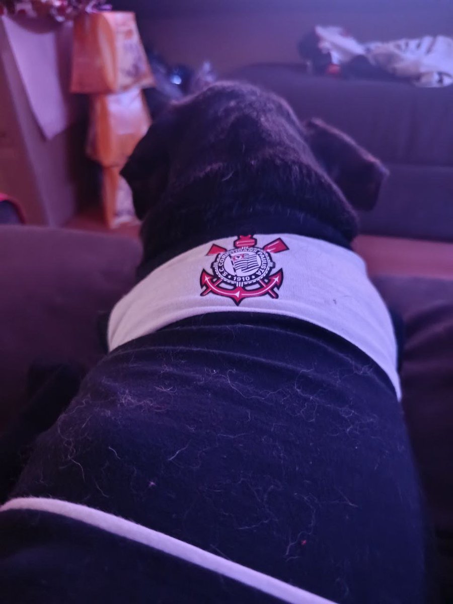sccptori's tweet photo. oi gente, sabem a lilo? minha cachorrinha que sempre posto com a roupinha do corinthians e ela costuma dar sorte? ela não está muito bem agora, já é velhinha e está passando por um problema de saúde e eu queria pedir as orações de vocês, independente da religião + https://t.co/uSwP3uXBXJ