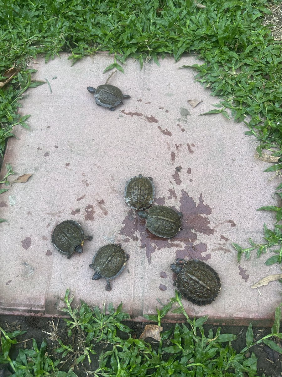 Caro_EstradaG's tweet photo. Así vamos con el nacimiento de las nuevas inquilinas. https://t.co/hDdDoBChy0