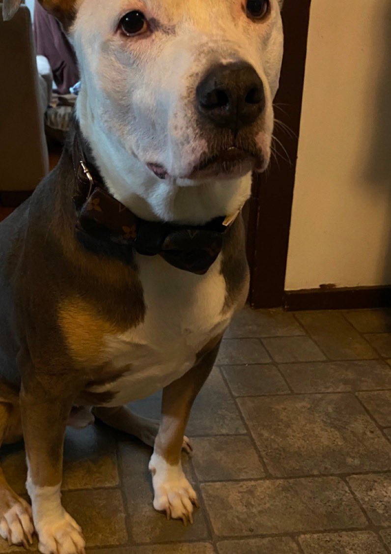LaylasheartOR's tweet photo. THIS IS WHY WE FIGHT… AND WHY WE NEED YOUR HELP TODAY. 

This handsome boy is Apollo… now Salvatore.

Apollo came to us from NYC ACC, where he was facing euthanasia because he had stranger danger and didn’t get along with other dogs. We gave him a chance.

His first adoption was filled with love, but after a family member in the home abused him, his elderly adopters asked us to take him back so he could be safe.

Today, Apollo has the life we dreamed of for him. His family absolutely adores him. His mom made sure he received both knee surgeries, bought him his very dapper Louis Vuitton collar, and he is loved beyond measure.

This is the ending we want for every dog.

As we celebrate five years of Layla’s Heart Ranch and Rescue, we are also facing one of the hardest moments in our history.

We desperately need donations.

Our kennel buildings and sanctuary houses are facing repossession. Our phones are about to be shut off. We are struggling to keep up with our bills while continuing to care for the animals who depend on us every single day.

Without this rescue, many of our dogs have nowhere else to go.

If Apollo’s story made you smile, please help us give another dog the same chance. Every donation, every share, and every prayer truly matters.

Five years ago, we promised to fight for the dogs nobody else would. We’re asking for your help so we can keep that promise. 

Donate: https://t.co/UahIUXeu6H

GoFundMe: https://t.co/Fc4gKk8rdI

#laylasheartranchandrescue #dogrescue #pitbull #adoptdontshop #beingkindiscool