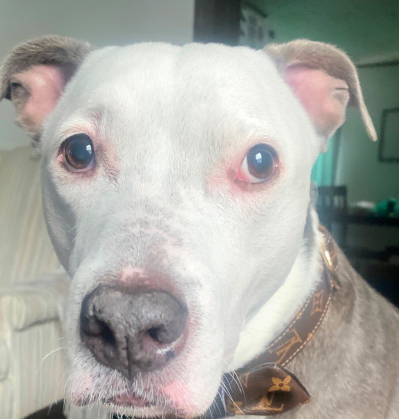 LaylasheartOR's tweet photo. THIS IS WHY WE FIGHT… AND WHY WE NEED YOUR HELP TODAY. 

This handsome boy is Apollo… now Salvatore.

Apollo came to us from NYC ACC, where he was facing euthanasia because he had stranger danger and didn’t get along with other dogs. We gave him a chance.

His first adoption was filled with love, but after a family member in the home abused him, his elderly adopters asked us to take him back so he could be safe.

Today, Apollo has the life we dreamed of for him. His family absolutely adores him. His mom made sure he received both knee surgeries, bought him his very dapper Louis Vuitton collar, and he is loved beyond measure.

This is the ending we want for every dog.

As we celebrate five years of Layla’s Heart Ranch and Rescue, we are also facing one of the hardest moments in our history.

We desperately need donations.

Our kennel buildings and sanctuary houses are facing repossession. Our phones are about to be shut off. We are struggling to keep up with our bills while continuing to care for the animals who depend on us every single day.

Without this rescue, many of our dogs have nowhere else to go.

If Apollo’s story made you smile, please help us give another dog the same chance. Every donation, every share, and every prayer truly matters.

Five years ago, we promised to fight for the dogs nobody else would. We’re asking for your help so we can keep that promise. 

Donate: https://t.co/UahIUXeu6H

GoFundMe: https://t.co/Fc4gKk8rdI

#laylasheartranchandrescue #dogrescue #pitbull #adoptdontshop #beingkindiscool