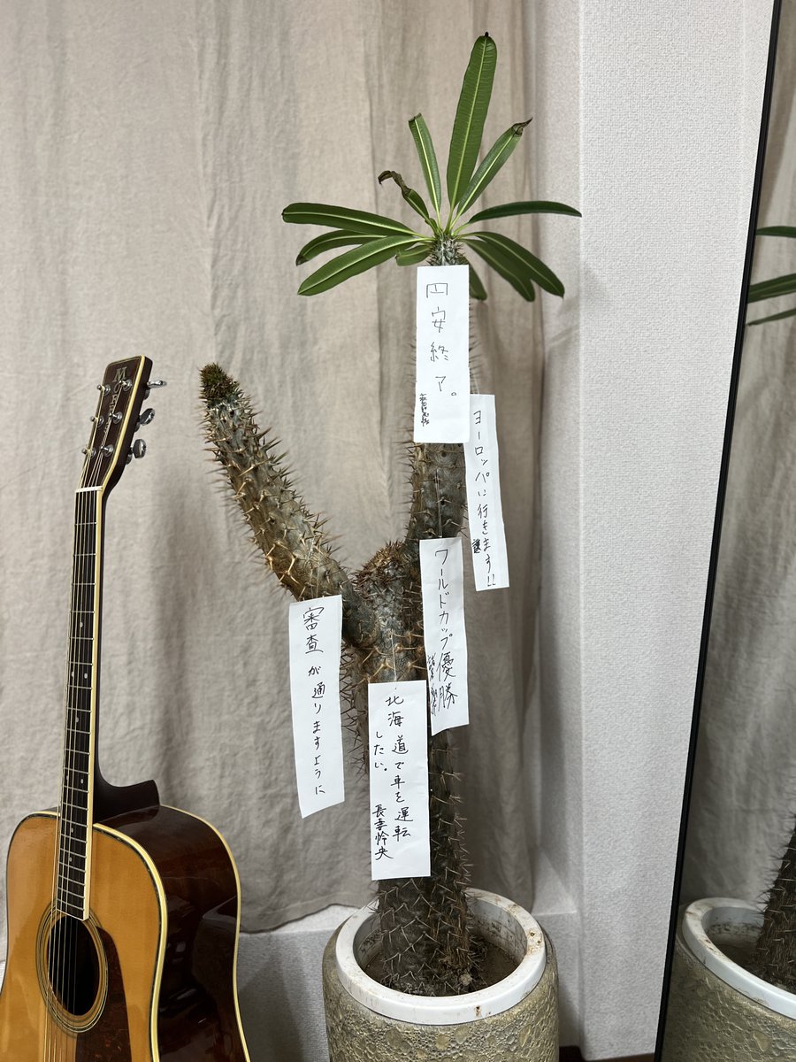7order_official's tweet photo. メンバーの #七夕 の願いをチキンに🎋

「チキンってなに？」と思ったあなたは
こちらの動画をチェック‼️

https://t.co/QuWW1ESkCV
※葉っぱは随分と減ってしまいましたが、無事です。

#7ORDER #SevenOrder https://t.co/kqGywmSB88