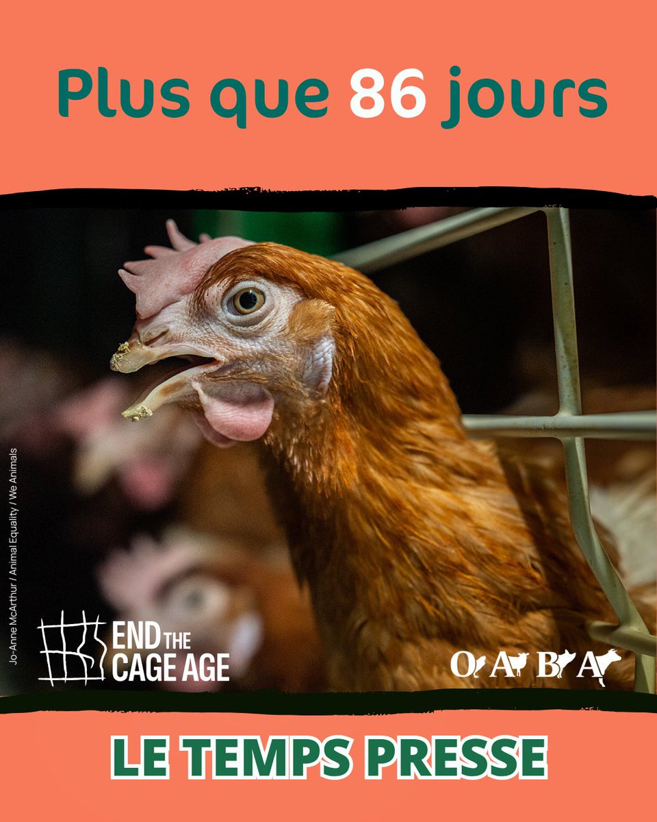 OABA_Off's tweet photo. Pourquoi ce rassemblement ?
Il y a 5 ans, la Commission européenne s’engageait à interdire l’élevage en cage suite à l'Initiative Citoyenne Européenne (ICE) #EndTheCageAge. 5 ans après, nous attendons toujours ❗
#nomorecages #bienetreanimal #ciwf #oaba #stopcages
(2/4) https://t.co/WCFCC9pcWl
