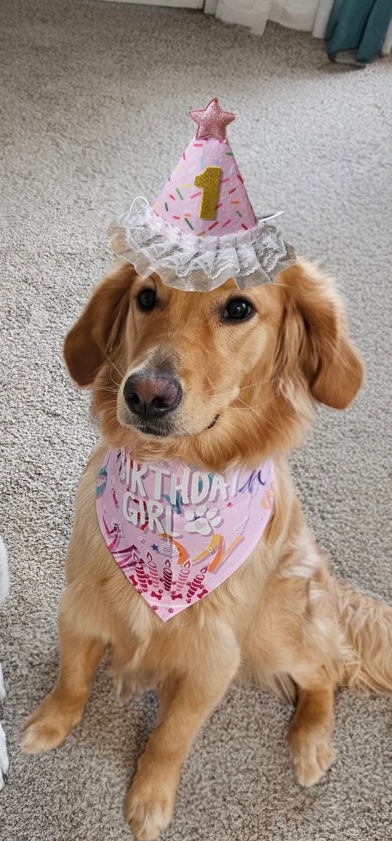 LDogs03's tweet photo. Today is Daisy's 1st Birthday!! 🎂 🥳  We have festivities planned after momma gets off work today!  Prezzies and pupcake! 🎁 🧁 https://t.co/YSptcoGDbj