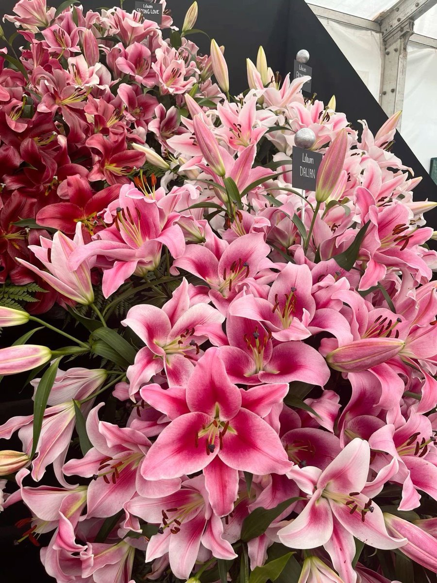 flowersplanettt's tweet photo. Lilies https://t.co/FOATRgubpT