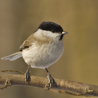 Twitediens's tweet photo. Šodienas dižēdāji ir @regejss (2x) @cukura_feja (2x) @Guganr2 (2x) PZilite (2x) bebitsvaig (1x) https://t.co/rQgjDo6yeO