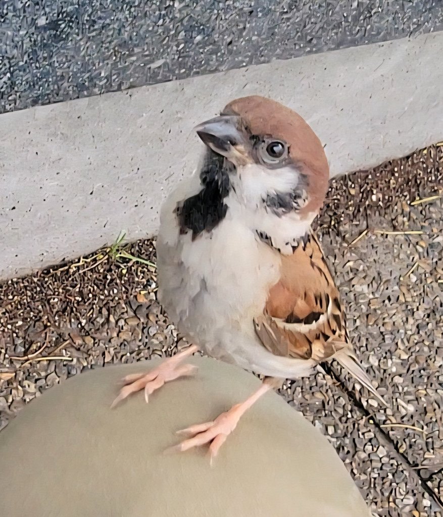pi_pipi33's tweet photo. スズメﾁｬﾝ🐥♪
ｵﾊﾖｰｺﾞｻﾞｲﾏｽ (⁠•⁠ө⁠•⁠)⁠ https://t.co/Mjm34qVww0