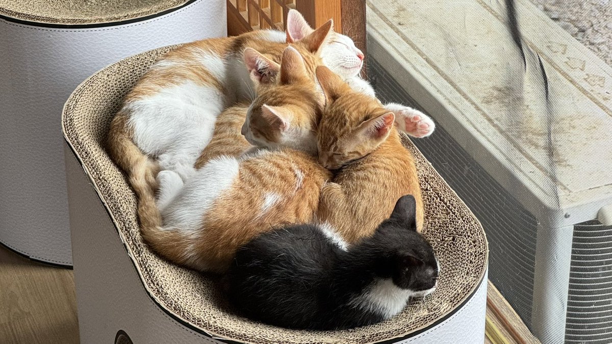 macaroonge's tweet photo. 냥이들 완전 깜찍하고 똥꼬발랄함 🐈🐈‍⬛ https://t.co/gHKTiuvFPd