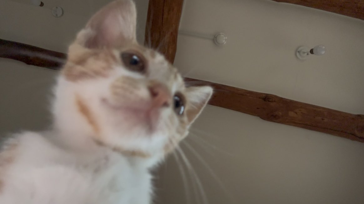 macaroonge's tweet photo. 냥이들 완전 깜찍하고 똥꼬발랄함 🐈🐈‍⬛ https://t.co/gHKTiuvFPd