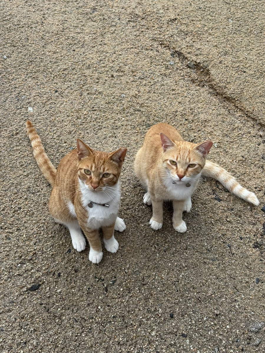 macaroonge's tweet photo. 냥이들 완전 깜찍하고 똥꼬발랄함 🐈🐈‍⬛ https://t.co/gHKTiuvFPd