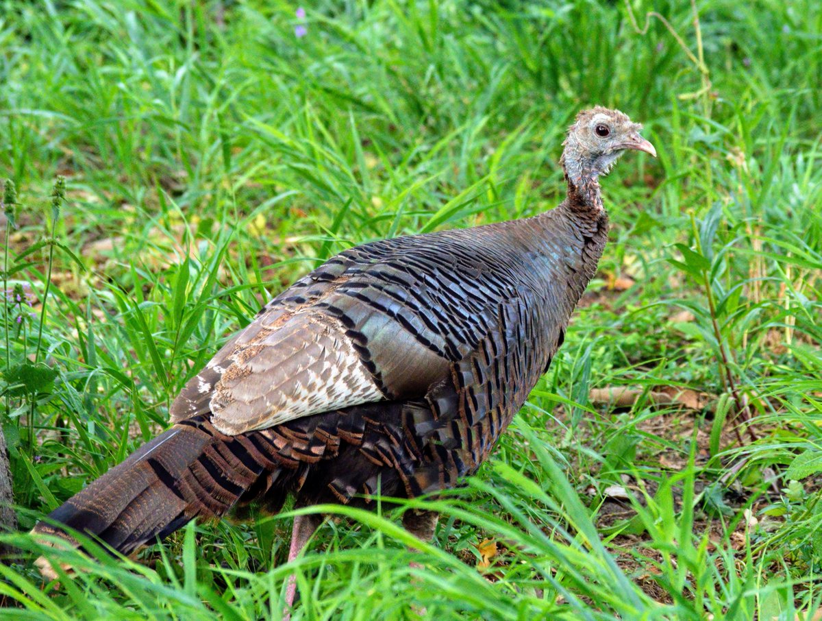 BirdCentralPark's tweet photo. Astoria the Wild Turkey explores a garden in The Battery. 🦃 🧡 https://t.co/txRZGTwhQL