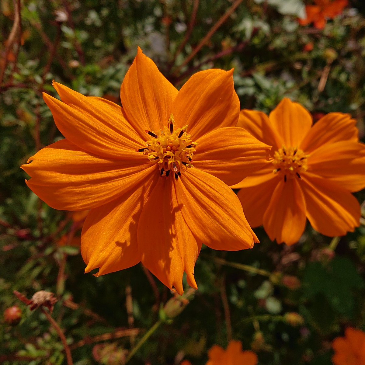 takunyan_jp's tweet photo. 🌼きょうのお花🌼

きょうも一日、

シアワセに過ごせますように🍀

#花
#flowers
#植物
#自然
#自然が好き https://t.co/T4zk9Ag7uL