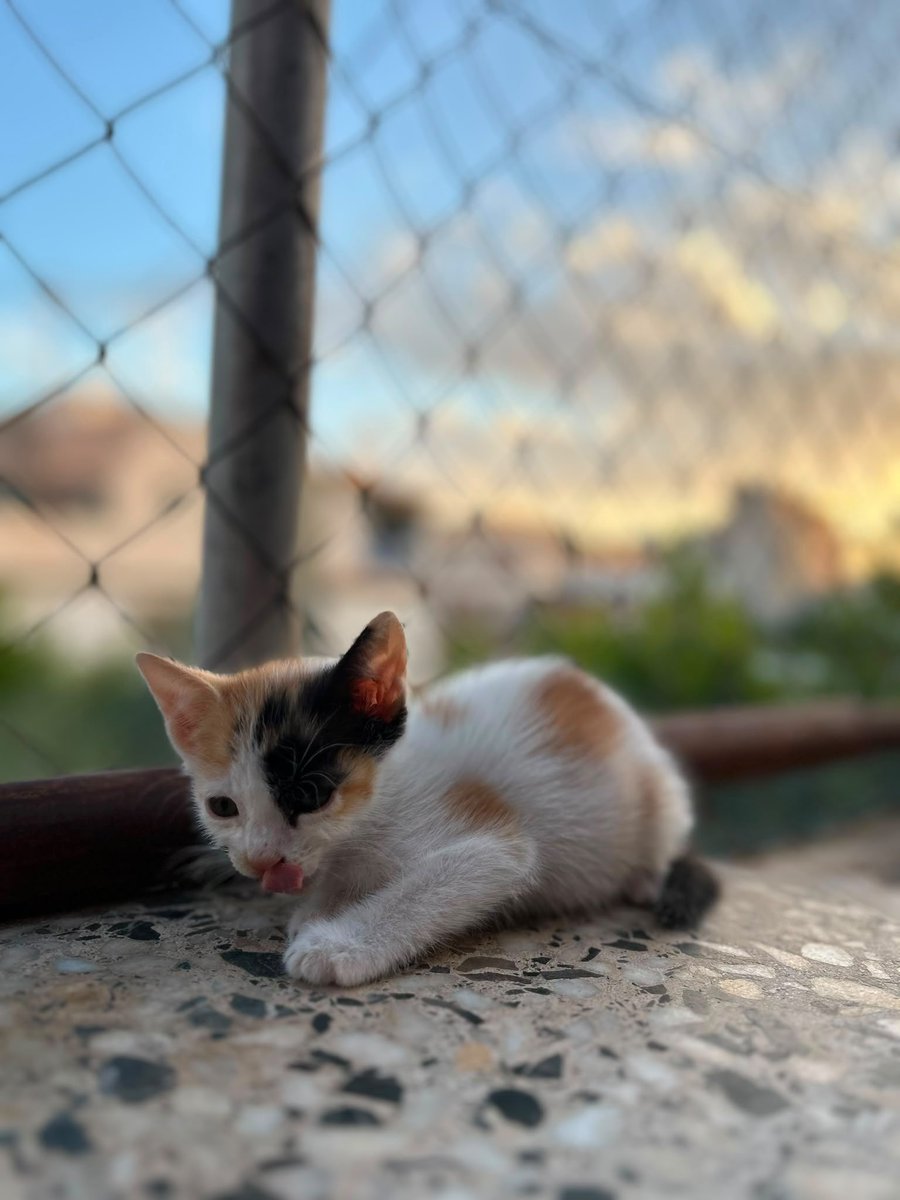 f_lo_morant's tweet photo. STELLA EN ADOPCIÓN! Es una gatita tricolor de 1 mes y medio. Esta en acogida con un compañero. Es preciosa y súper cariñosa. Come solita y usa el arenero. Se lleva muy bien con otros gatos. Está en Alicante pero puede viajar.
655 44 15 14 Ainhoa. https://t.co/7Bb4nHF7N1