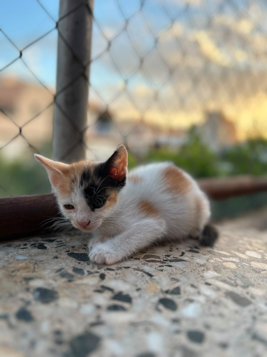 f_lo_morant's tweet photo. STELLA EN ADOPCIÓN! Es una gatita tricolor de 1 mes y medio. Esta en acogida con un compañero. Es preciosa y súper cariñosa. Come solita y usa el arenero. Se lleva muy bien con otros gatos. Está en Alicante pero puede viajar.
655 44 15 14 Ainhoa. https://t.co/7Bb4nHF7N1