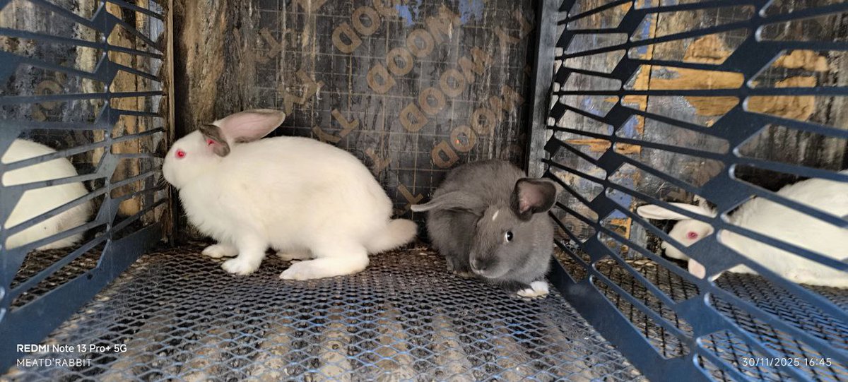 MeatDRabbit's tweet photo. 🐇 Healthy, locally bred rabbits for sale!

Perfect for breeding, expanding your stock, or starting a rabbit farming venture.

📍 Embakasi (Nairobi) &amp; Machakos
🚚 Doorstep delivery across Nairobi &amp; Machakos
DM us to check availability and place your order today!

#RabbitFarming https://t.co/7n6ZG5AFCg
