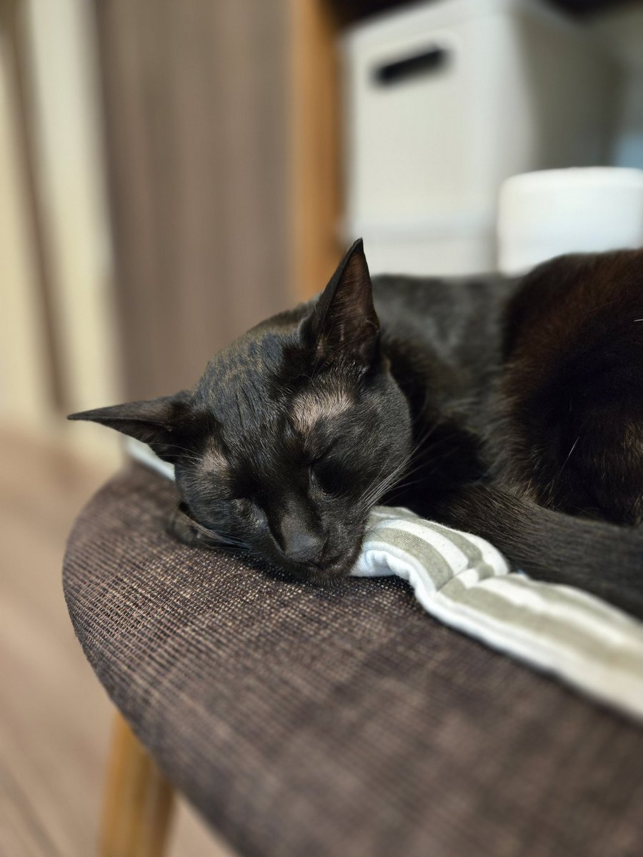 yuultimaff14's tweet photo. 先日🐈‍⬛🐈‍⬛たちが家にきて1年が経ちました(･ω･)🏠
毎日奇行を見せてくれる変わり者たち🐈‍⬛🐈‍⬛
あっという間だわよ(･ω･)
＃ff14 ＃ららふぇる ＃ねこすきー https://t.co/fG7Zw645p6