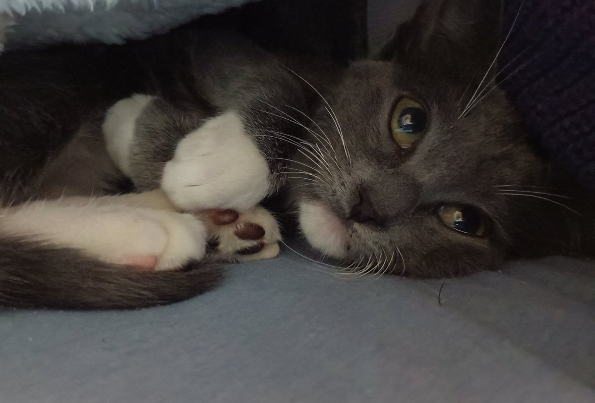 anjoreverso's tweet photo. na rua pedindo socorro // na minha cama dormindo quentinha https://t.co/vj4b3Nb4q2