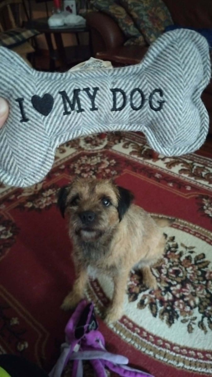 magicurze's tweet photo. (it's my dad's dog but still) https://t.co/NmWxbbDBTP