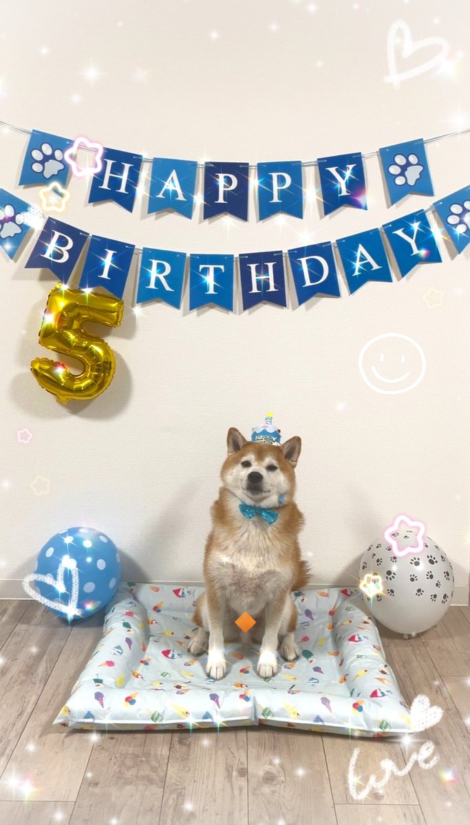 den__0708's tweet photo. ☆⋆｡𖦹ハッピーバースでん𖦹°‧★
#5歳 #おめでとう
#豆柴 #柴犬 #犬のいる暮らし https://t.co/BQ2kUXDfKw