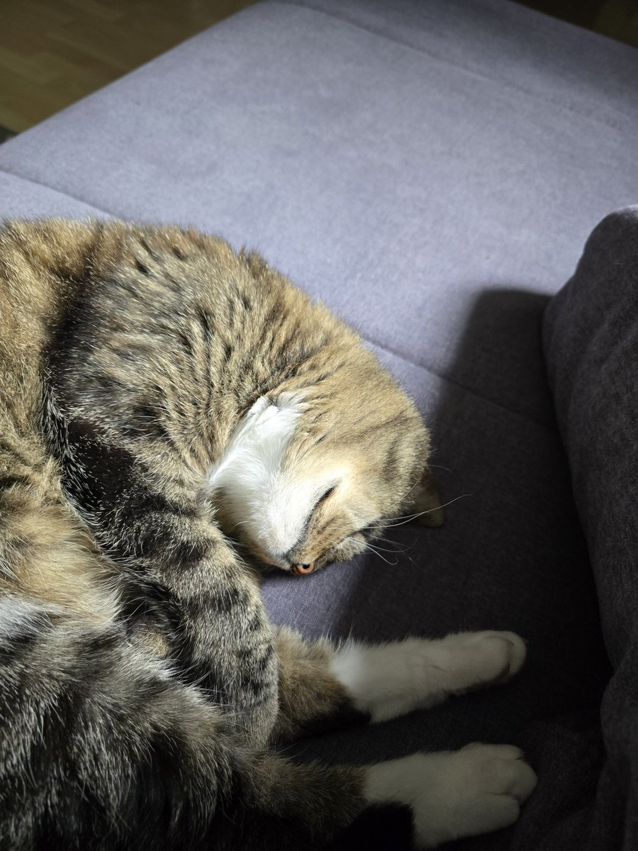 _Midnightcrab_'s tweet photo. Das 1te Viertel Antibiotikum hab ich heute morgen erfolgreich in die Katze bekommen.
Ich danke der Leberwurst Industrie vielmals.
#CatsOnX https://t.co/4SBNIfpkhw