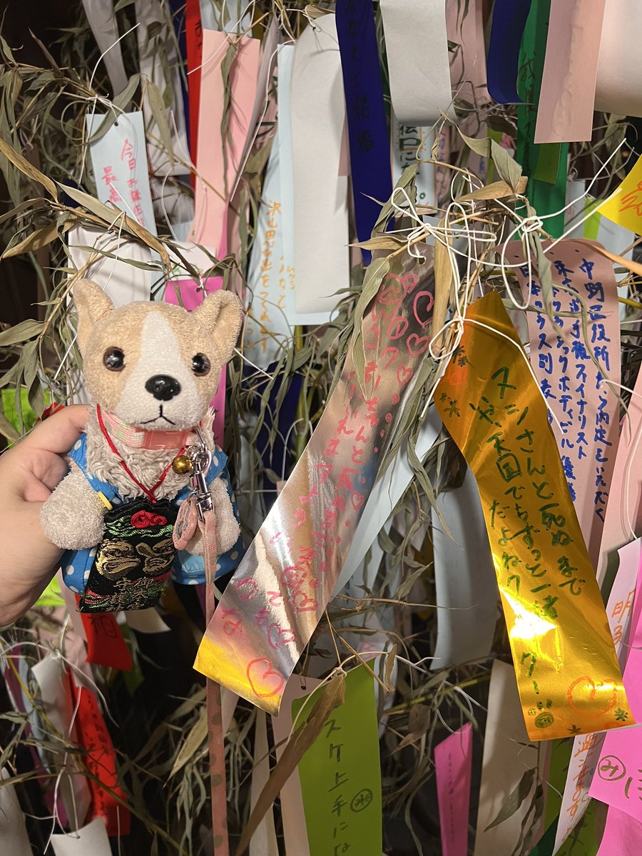 HachiwareKuu's tweet photo. 七夕🎋だねクー🐶💫
みんなはどんなお願いしたクーか？🐶🎋🌠
クーは…やっぱりひみつっクー🐶😆✨ https://t.co/fBZ2QK7G49