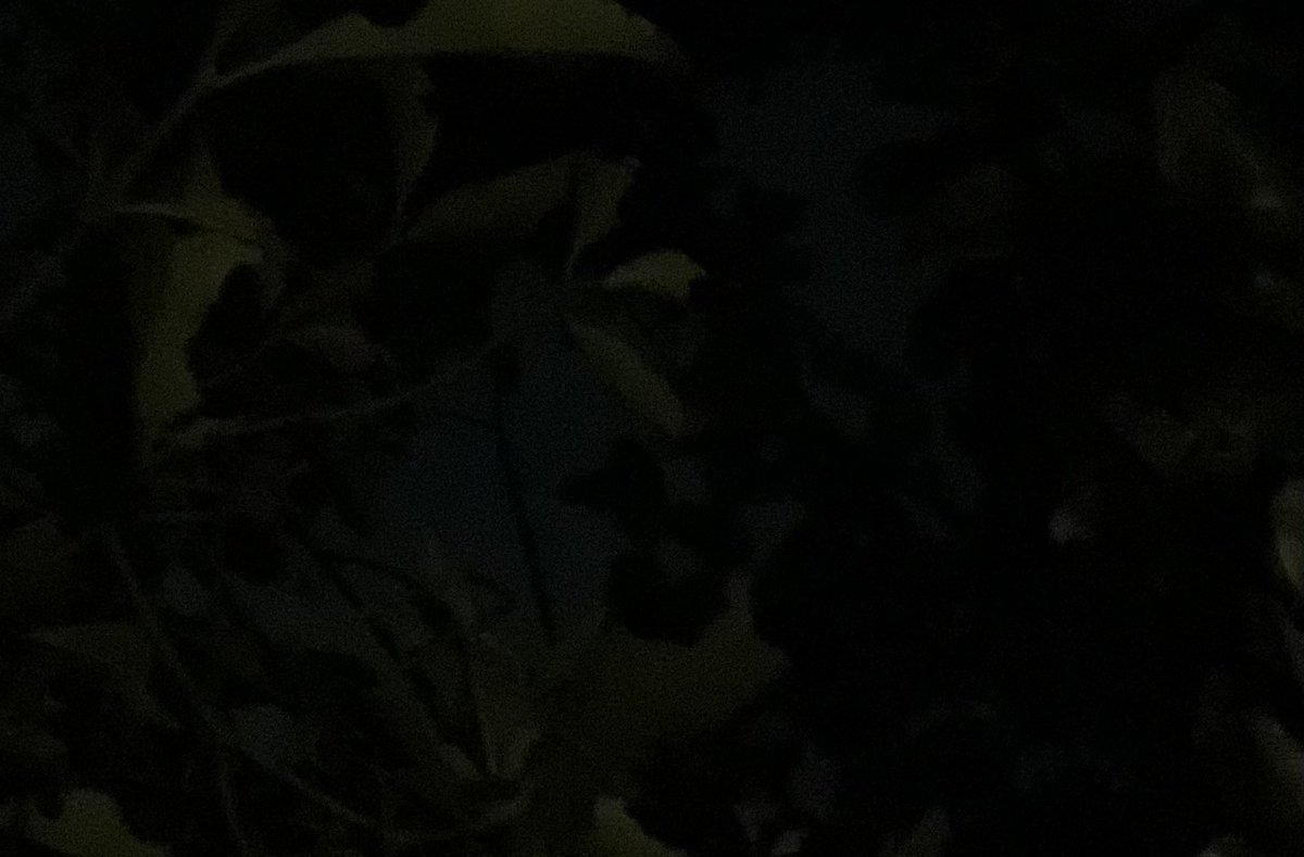 forbidden7sin's tweet photo. 今日は七夕ですね🎋
残念ながら曇天、そもそも街中では天の川は流石に肉眼では見えませんが。
空の上では、天気は関係ございませんからね!!
催涙雨と言う素敵な言葉もございます。嬉し涙ですと良いですね🥹
しかしながら幼少時から、此処でもラスボスは父上かぁ自分だって奥方様いるのにと思います🤣 https://t.co/dGkr1q4BGu