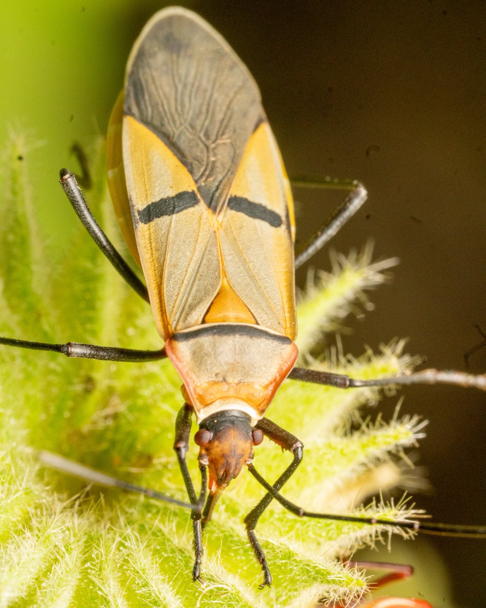 lemmawild's tweet photo. This is a cotton stainer.

It gets the name because some of them feed on cotton and leave yellow-brown stains on the crop.

Once you start literally touching grass, you notice so many beautiful little creatures you’ve walked past for years. I saw these on a path I use every day, and somehow I had never seen them before.

Gorgeous. ❤️