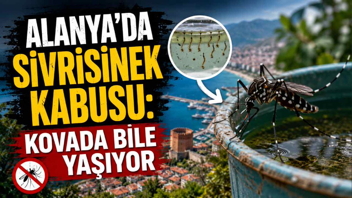 pusnetcom's tweet photo. Alanya'da sivrisinek kabusu
https://t.co/TodosKIaWu https://t.co/YyUGkInZfu