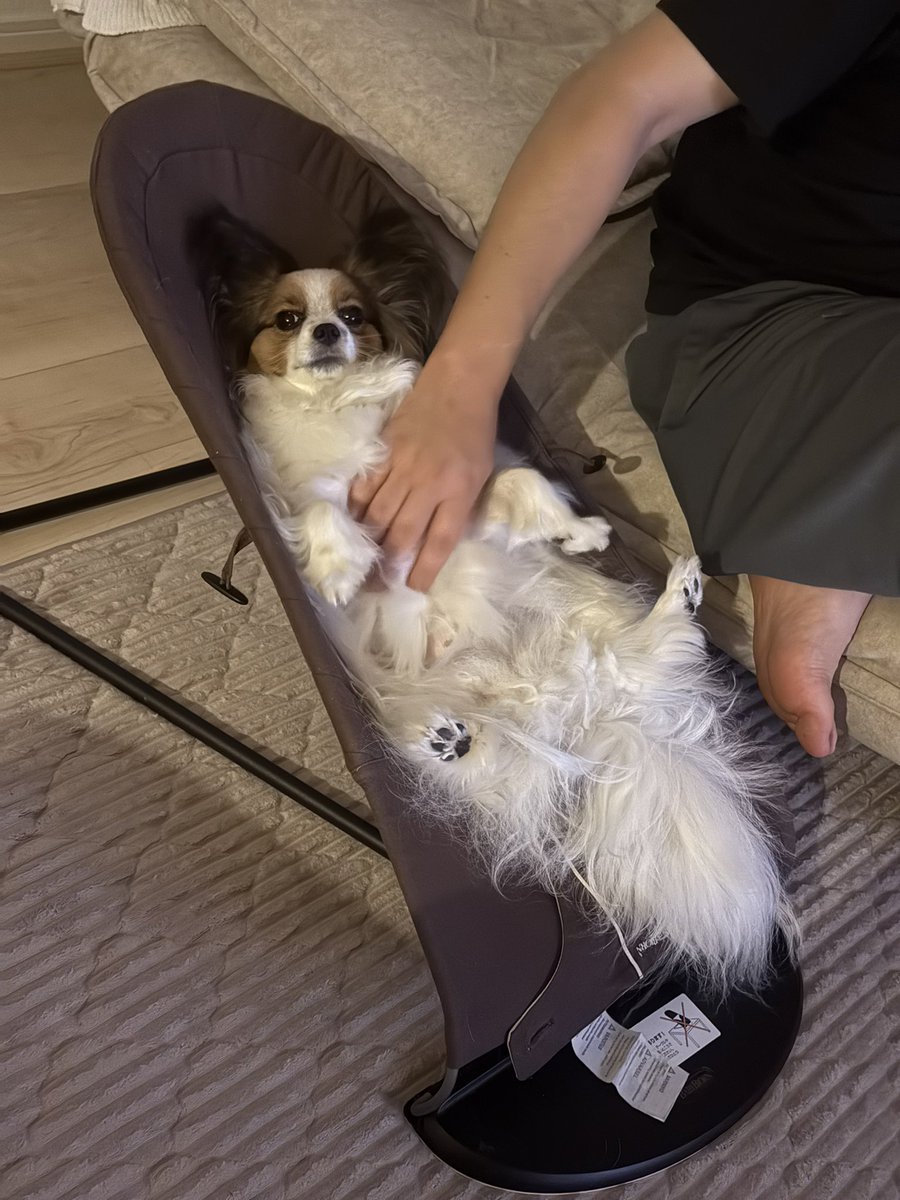 犬のいる生活