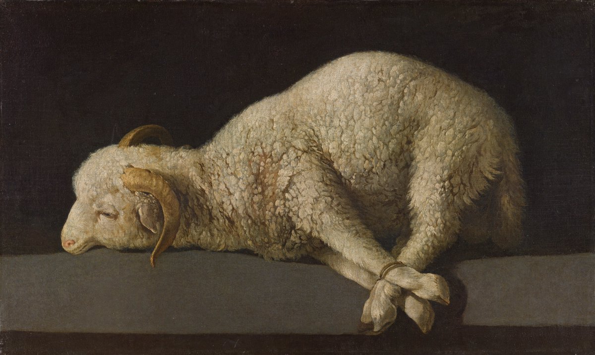 BlogExhibitions's tweet photo. Intense realism and deep religious faith come together in the superb Francisco de Zurbarán exhibition @NationalGallery in London: https://t.co/h7me7PzdWP. Pictured: Agnus Dei (A Lamb), 1635-40, @museodelprado, Madrid. Image © Museo Nacional del Prado https://t.co/N3jAZZLrNC