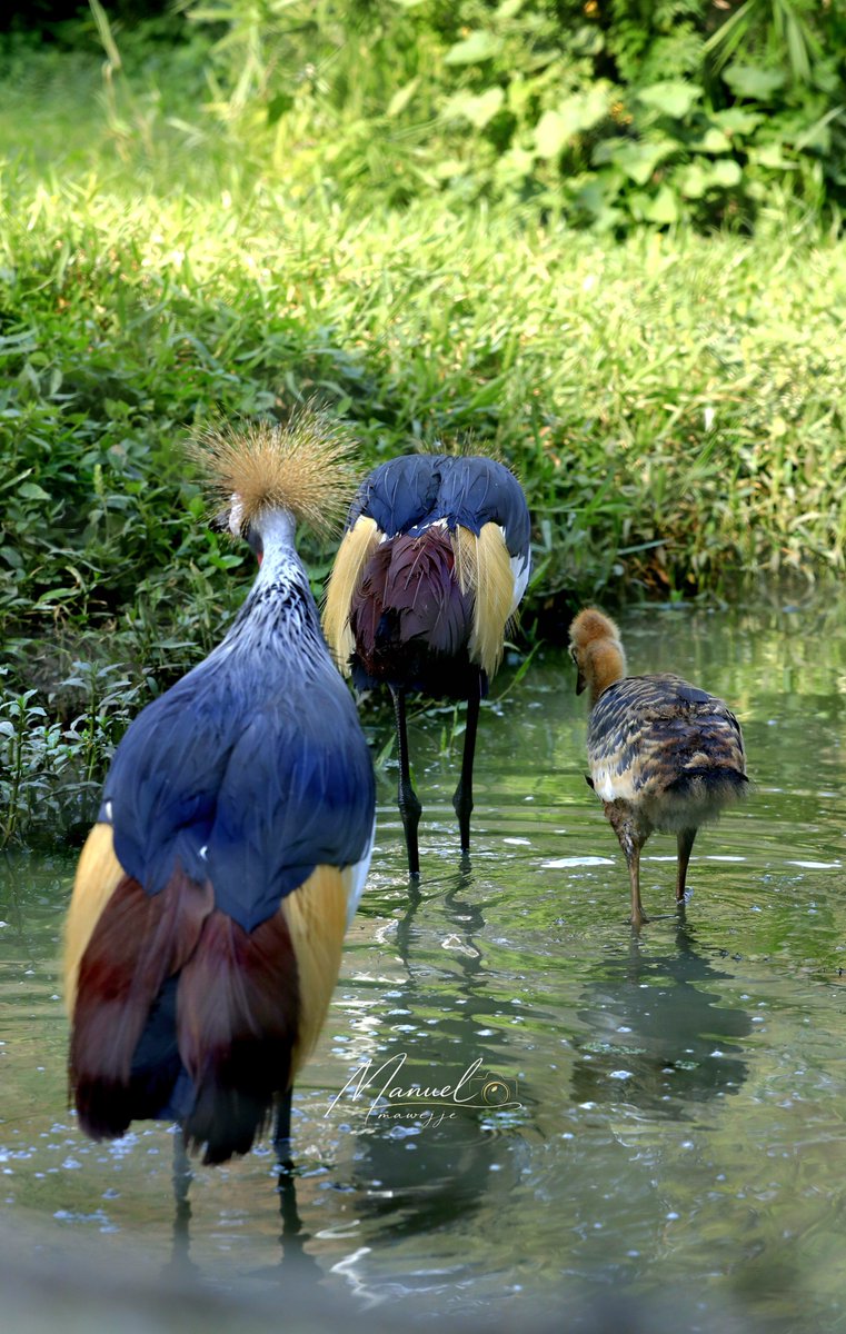 ManuelMawejje's tweet photo. Under the watchful eye of its parents, this Grey Crowned Crane chick takes its first steps through Uganda's wetlands where every stride is a reminder that protecting wetlands means protecting the next generation of our national bird.

📸@ManuelMawejje https://t.co/bchXh3DAYj