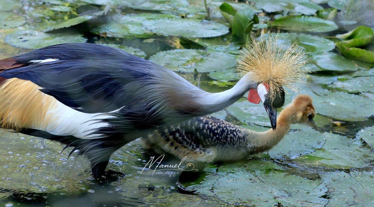 ManuelMawejje's tweet photo. Under the watchful eye of its parents, this Grey Crowned Crane chick takes its first steps through Uganda's wetlands where every stride is a reminder that protecting wetlands means protecting the next generation of our national bird.

📸@ManuelMawejje https://t.co/bchXh3DAYj