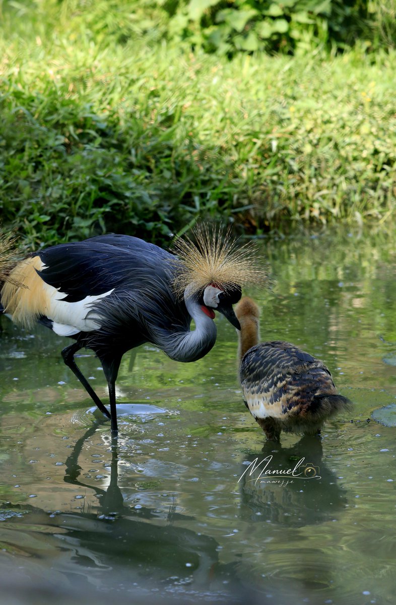 ManuelMawejje's tweet photo. Under the watchful eye of its parents, this Grey Crowned Crane chick takes its first steps through Uganda's wetlands where every stride is a reminder that protecting wetlands means protecting the next generation of our national bird.

📸@ManuelMawejje https://t.co/bchXh3DAYj