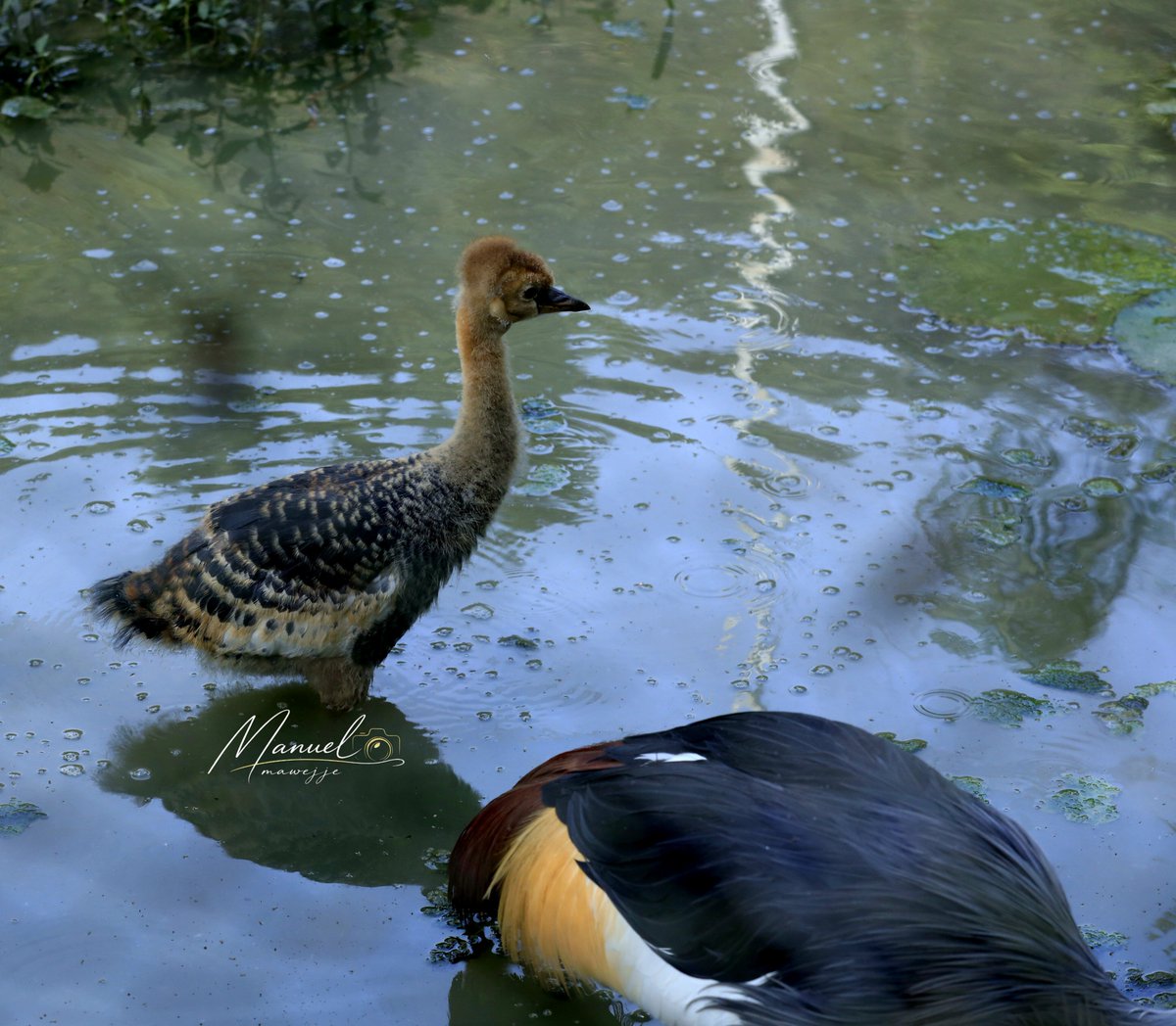 ManuelMawejje's tweet photo. Under the watchful eye of its parents, this Grey Crowned Crane chick takes its first steps through Uganda's wetlands where every stride is a reminder that protecting wetlands means protecting the next generation of our national bird.

📸@ManuelMawejje https://t.co/bchXh3DAYj