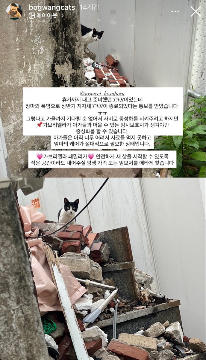 ollyonecat's tweet photo. 보광냥이 계정에서 보고 급히 공유해요 ㅠㅠ https://t.co/q3sSYzqdYU