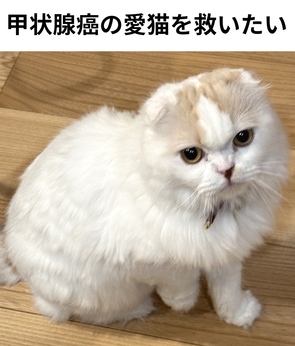 shu_ota2's tweet photo. 🆘#拡散希望🆘
たまちゃん の 甲状腺癌 の治療費のクラウドファンディングへの御協力お願いします🙇‍♂️
↓
https://t.co/424C8yARVY

残り8日で、達成率25%(残り929,600円)と、大変 厳しい状況です！
達成率が100%に達しないと支援金を受取る事が出来ません。

ご支援宜しくお願いします🙇‍♂️ https://t.co/rI3FAielke