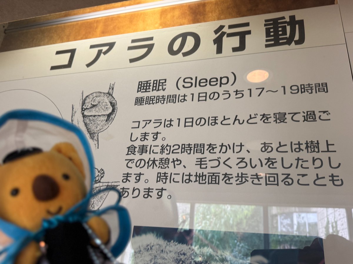 コアラ様　樫野セット コアラは一日のほとんどを寝て過ごします」 うちのチャンスくんもぼく