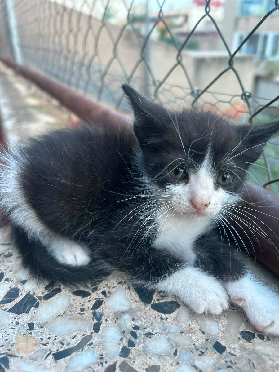 f_lo_morant's tweet photo. ODIE EN ADOPCIÓN! Es una gatito de 1 mes y medio. Esta en acogida con un compañero. Es muy cariñoso, le encantan los mimos. Come solito y usa el arenero. Se lleva muy bien con otros gatos. Está en Alicante pero puede viajar.

655 44 15 14 Ainhoa. https://t.co/GU3RwU0eUZ