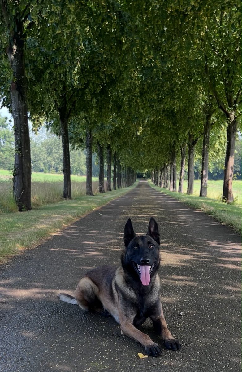 WYPDogs's tweet photo. PD Hades has proven he’s the dog for the job! 🐾

With just one month on the frontline, PD Hades is already making an impact. 

PD Hades and his handler were deployed this morning (7 July) after two men were reported to be seen on CCTV inside a home in Adel, Leeds. 

After the suspects refused to come downstairs and attempted to barricade themselves inside a room, PD Hades was sent in to assist, helping officers safely detain both men.

The two men aged 44 and 46 were arrested on suspicion of burglary and currently remain in custody.

Some great work by PD Hades and everyone on West Yorkshire Police’s dog unit! 🎉

When off duty PD Hades lives at home and enjoys having a wrestling with his handlers pet dog. 
Although I don’t thinks he’s winning this one! 
https://t.co/GQRNwzNIxc