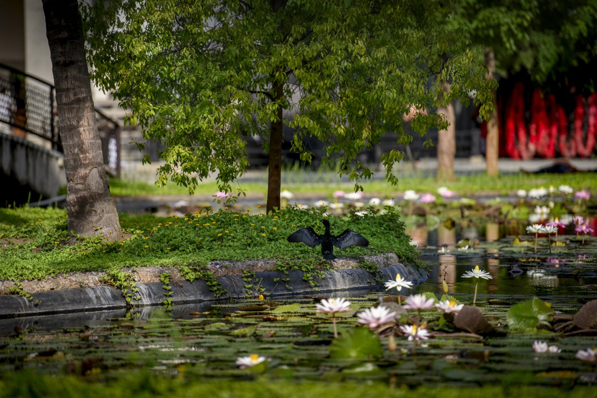 ishafoundation's tweet photo. Still water, open blooms. https://t.co/lBfOhQ43gR