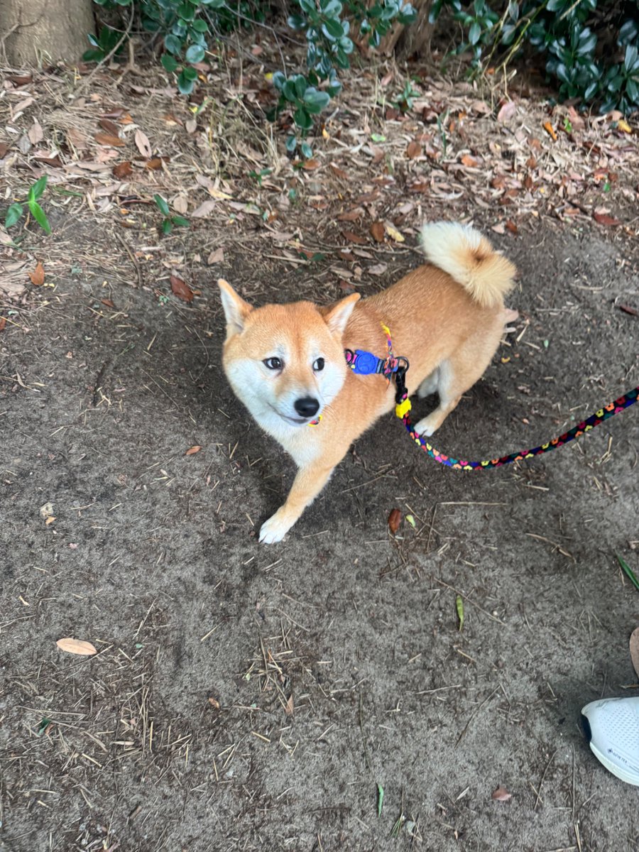 roku125shiba's tweet photo. これがお散歩用のオヤツを忘れた愚鈍なニンゲンを見る犬の目。 https://t.co/GytgEALWyn