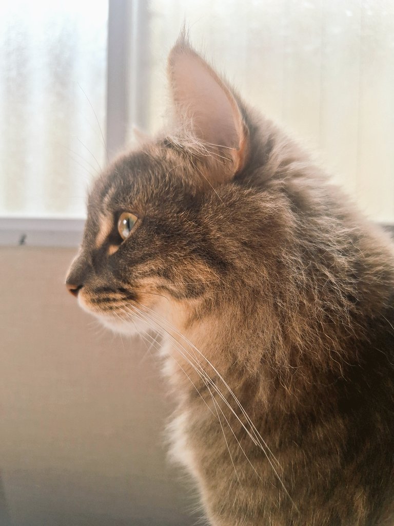 you39me's tweet photo. 頭痛に苦しむ人間の隣で軽快に粗相して美しく佇む猫。 https://t.co/nfADMwvajy