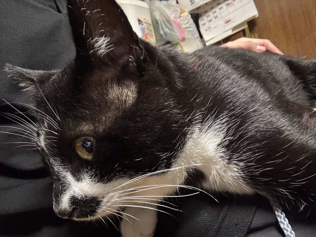 nim__game's tweet photo. 猫が膝の上来てくれた https://t.co/ucFcnK4bUg