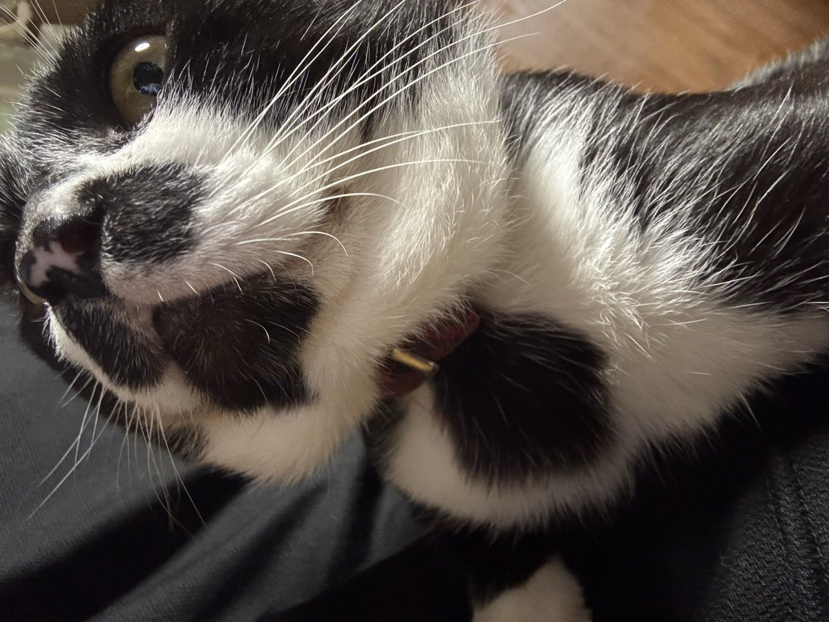 nim__game's tweet photo. 猫が膝の上来てくれた https://t.co/ucFcnK4bUg