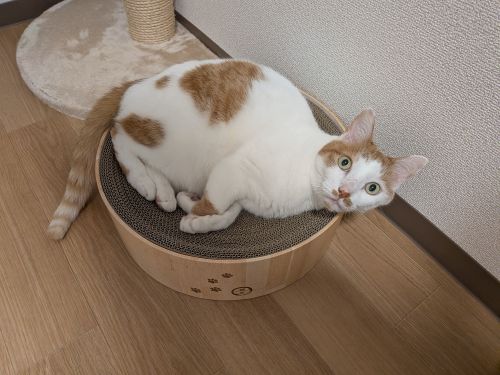 hagidango's tweet photo. 猫壱公式オンラインストアで購入したバリバリボウルの替え段ボールとポケモン柄のキャットプレイキューブ
どちらも楽しんでくれてなによりです
#猫壱公式オンラインストア　#ポケモンのキャットプレイキューブ https://t.co/hqieP2LaYW