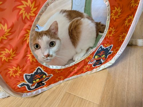 hagidango's tweet photo. 猫壱公式オンラインストアで購入したバリバリボウルの替え段ボールとポケモン柄のキャットプレイキューブ
どちらも楽しんでくれてなによりです
#猫壱公式オンラインストア　#ポケモンのキャットプレイキューブ https://t.co/hqieP2LaYW