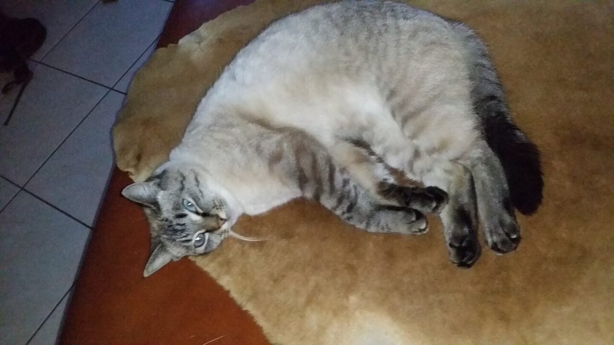 vigipets's tweet photo. 🟠 🐱 Chat perdu le 01/07/2026 à Saint-Hilaire-Des-Landes (35140).
Race : Européen / Âge : 13 an(s)
KAT / Femelle / Identifié(e) : Non

☎️ 0688197966
📧  fpaul1107@yahoo.fr

#chatperdu #chattrouve #chat #perdu #trouve https://t.co/eHS18nOtG1