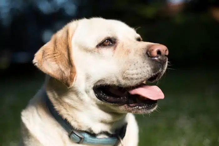 icsfblog's tweet photo. Tips for Getting a Service Dog https://t.co/I66mV1pSc3 via @icsfblog #dog #dogs #health #disabilities #servicedog https://t.co/88W9qUGaW5