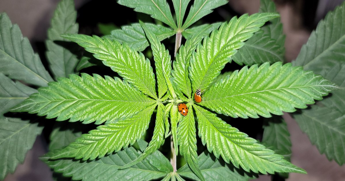 MBreedinger's tweet photo. Love #Cannabis https://t.co/iHKXfXEHUd