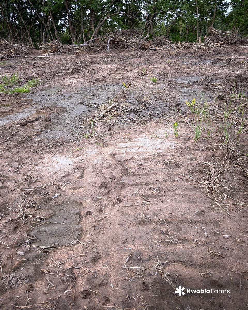 kwablafarms's tweet photo. A closer look at the first 8.5 acres where the trees have been removed. 

Every completed section reflects weeks of steady work and careful planning. 

#farmlife #farm #organicfarming #farminginafrica #farminginghana #KwablaFarms https://t.co/kezSSzf638
